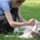 Woman Plays With a Siberian Husky - VideoHive Item for Sale