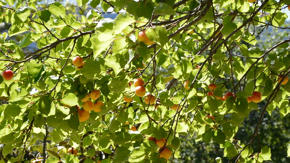 Apricots in Branch