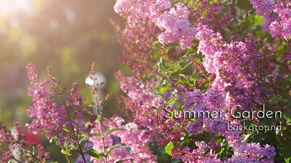 Lilac Bush in Summer Garden