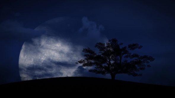 Night Trees And The Big Moon