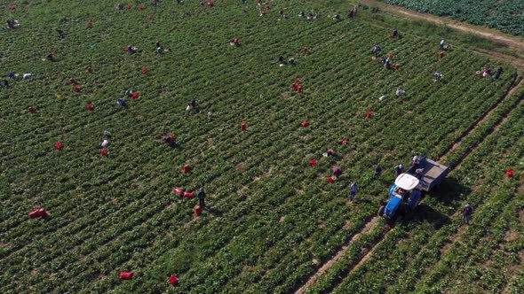 Aerial View of Farm Field with Workers and Machinery