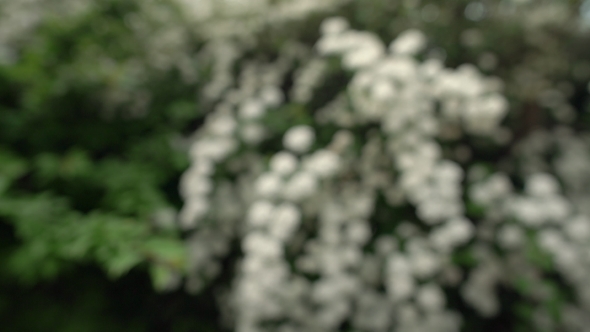 Small White Flower On The Bush