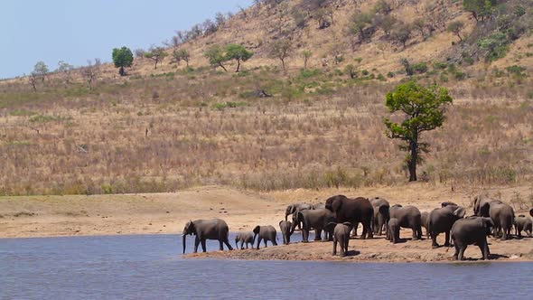 African bush elephant in Kruger National park, South Africa