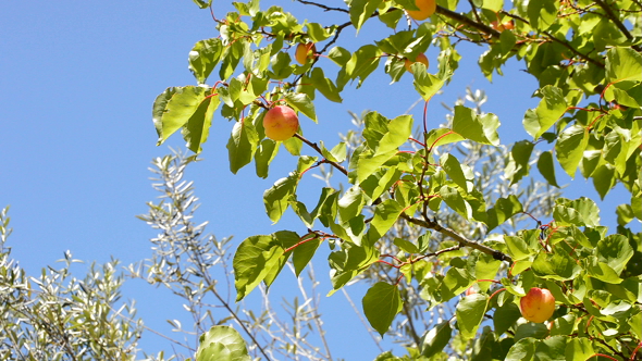 Apricots Fruit in Branch