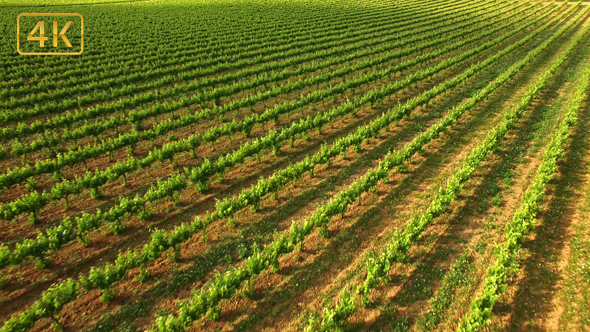 Great Vineyard in Spring Aerial View 4K