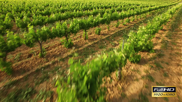 Vineyard Crops in Spring Aerial View