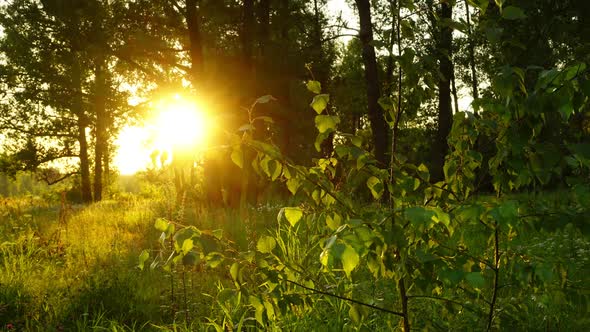 Sunset in Summer Forest