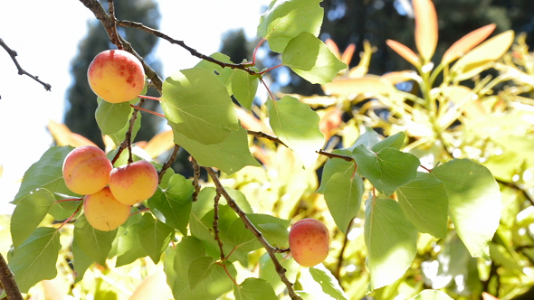 Apricot Fruit Hanging at Branch