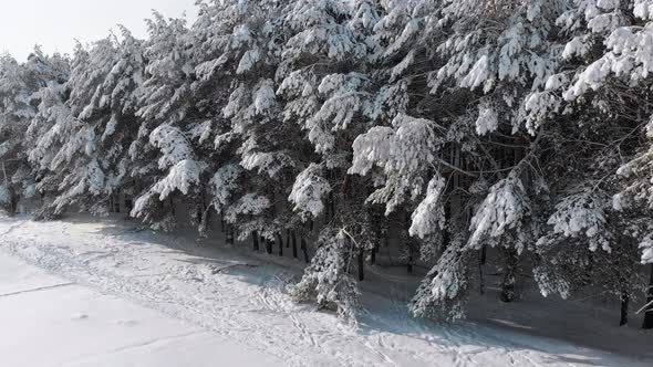 Aerial View on Winter Pine Forest and Snow Path on a Sunny Day