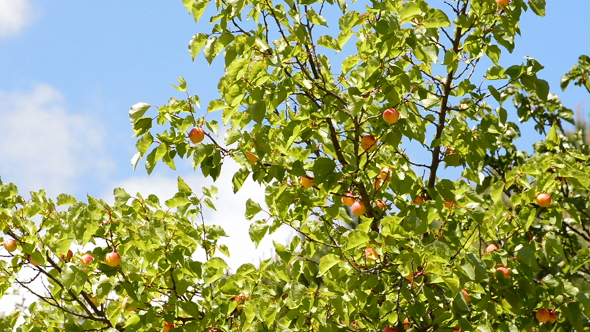 Apricots Fruit Hanging at Branch of Tree