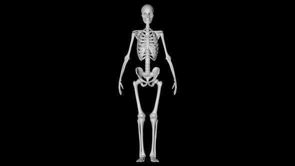 Human Skeleton Rotating Black Background alt