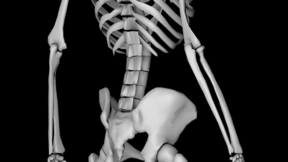 Human Skeleton Tilt alt