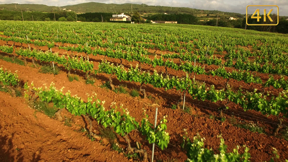 Vineyard Fields at Spring Aerial View 4K