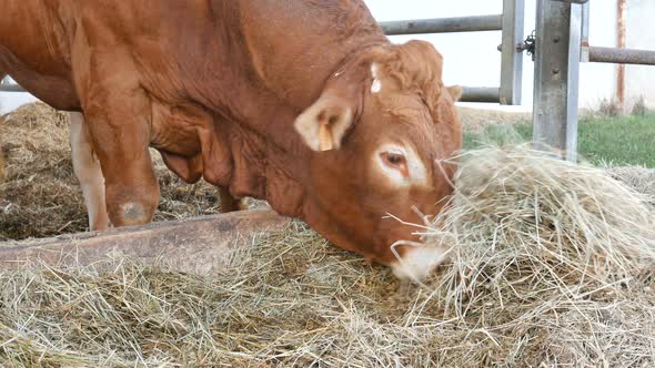 One Red Brown Limousin Bull Standing in the Lair and Eating Hay