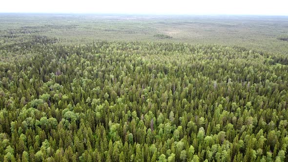 Aerial Top Down View on Forest in the Summer, Drone Shot Flying Over Tree Tops, Nature Background