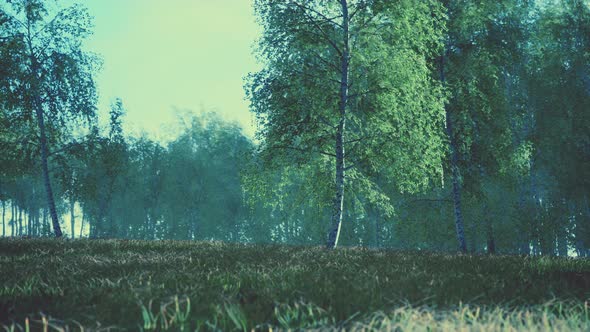 Summery Birch Grove During a Foggy Sunrise