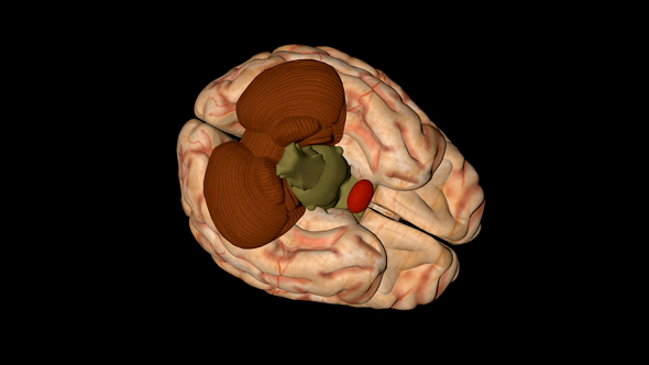 Human Brain in Rotation alt