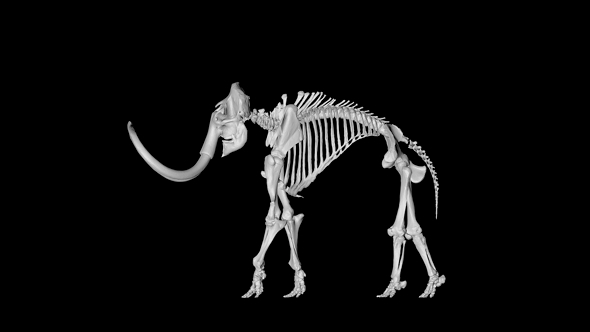 Mammoth Skeleton Gyrating