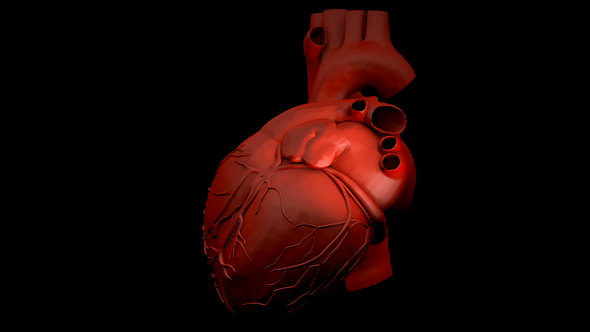Human Heart in Rotation