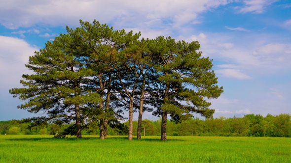 Green Meadow with Six Pines