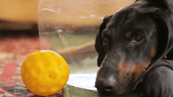 Sad Dog Breed Doberman Near The Ball Medical Collar 
