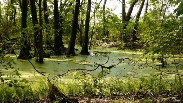 Swamp Covered With Vegetation.