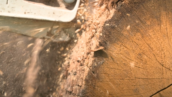 Cutting Through Wood With Chainsaw In .