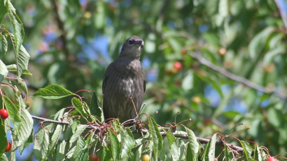 Common Blackbird On The Cherries
