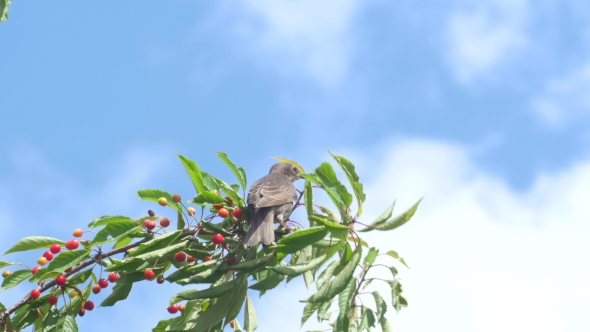 Common Blackbird On The Cherries