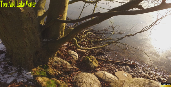 Tree And Lake Water 