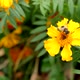 A Drone On A Yellow Flower Eats Nectar. - VideoHive Item for Sale