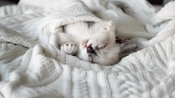 Cut Gray Kitten Sleeping on White Knitted Blanket