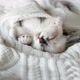 Cut Gray Kitten Sleeping on White Knitted Blanket - VideoHive Item for Sale