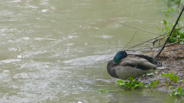 The Duck Hides Its Head From the Snow By the River.