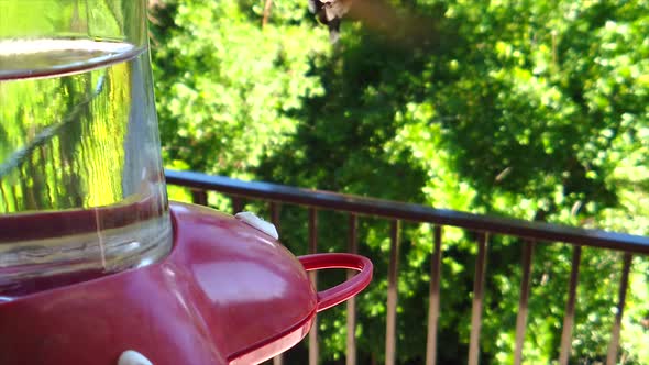 In a backyard in the suburbs, A tiny humming bird with green feathers hovers and sits at a bird feed