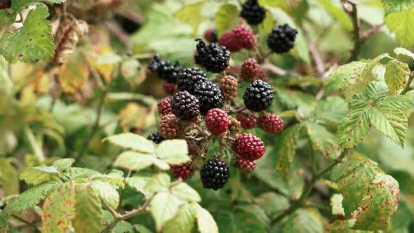 Blackberry on a branch growing in the wild. Unripe red dewberry and ripe black bramble berry