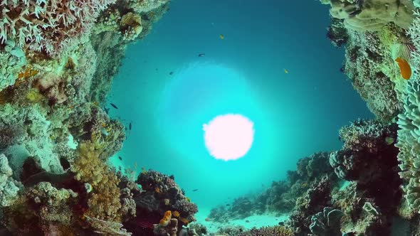 The Underwater World of a Coral Reef. Panglao, Philippines