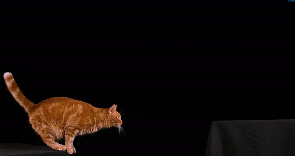 Red Tabby Domestic Cat, Adult Leaping against Black Background, Slow motion 4K