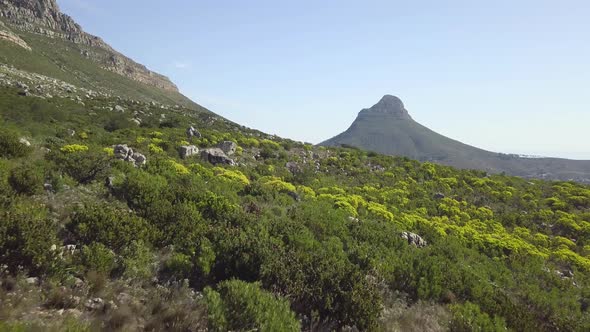 Low altitude drone flight over veldt, bushes and forestry at the bottom of Table Mountain revealing