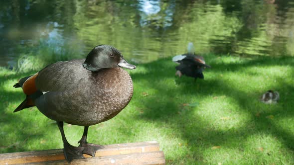  Mallard duck stand on the chair at Botanical Garden, Christchurch