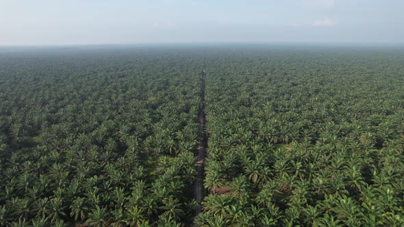 Aerial View of The Palm Oil Estates