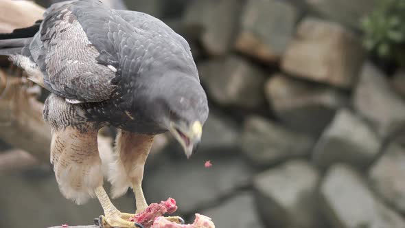 Eagle close up looking at camera