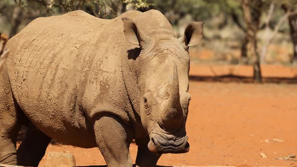 White Rhinoceros