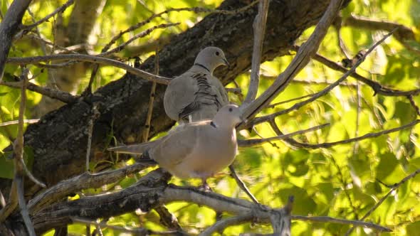 Pair of Eurasian collared doves perched in a tree preening themselves