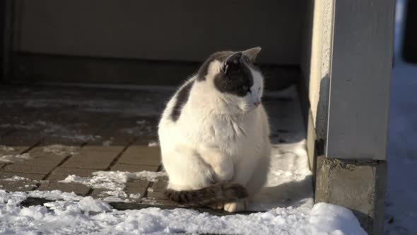 Fat Cat Sitting In The Park Under Snow Fall