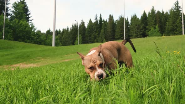 American Staffordshire Terrier walks in the summer in a clearing near the forest.