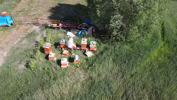 Beekeeping Concept