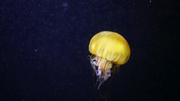 Sea Northern Small Nettle Jellyfish Swims in West Coast Dark Ocean Water