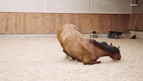 Horse Lying Down On Side In Sand Of Paddock