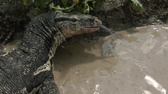 Asian water monitor in a lake slow motion tongue